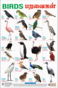 Big Wall Chart BIRDS பறவைகள்